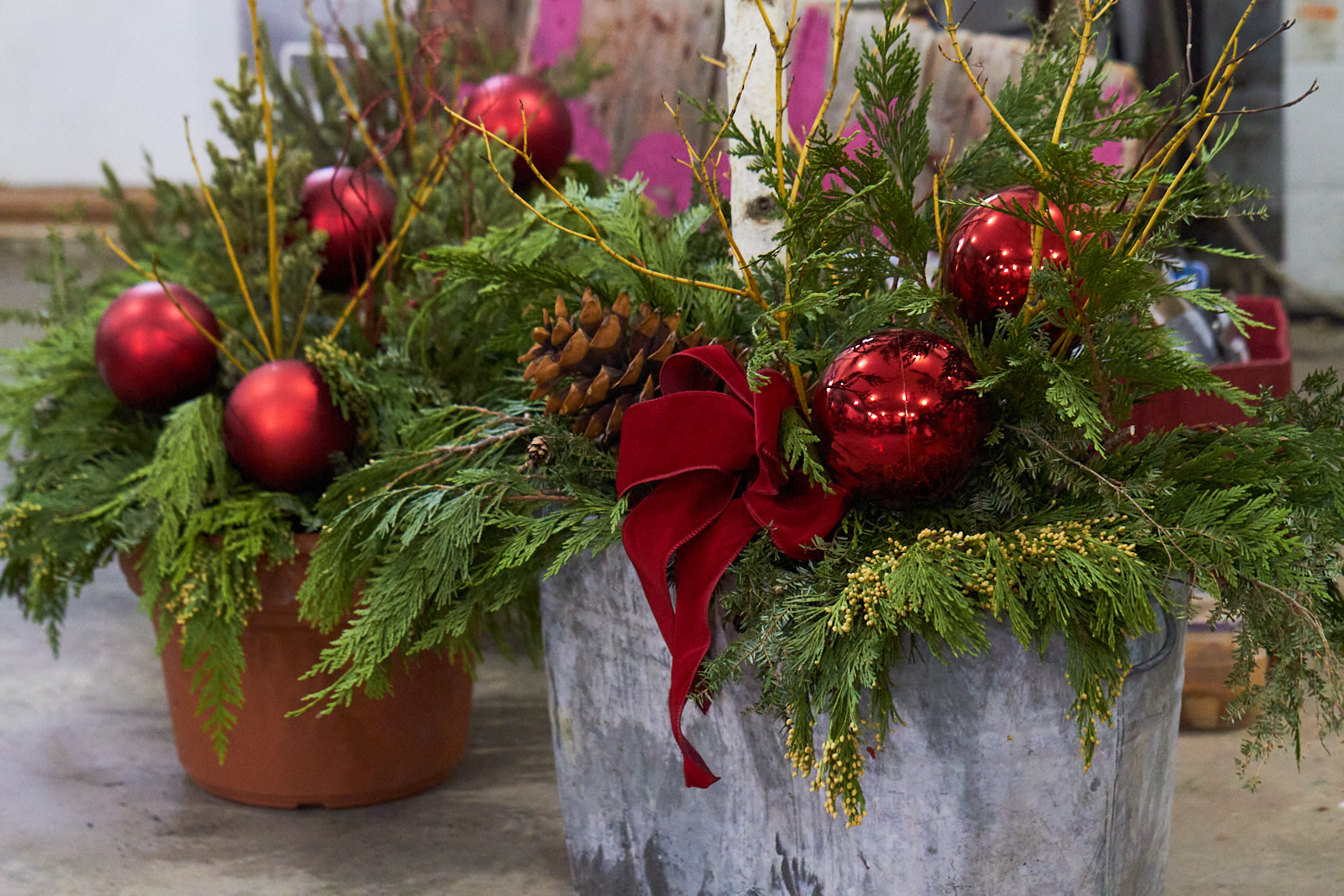 30 Christmas Plants To Decorate Your Winter Season