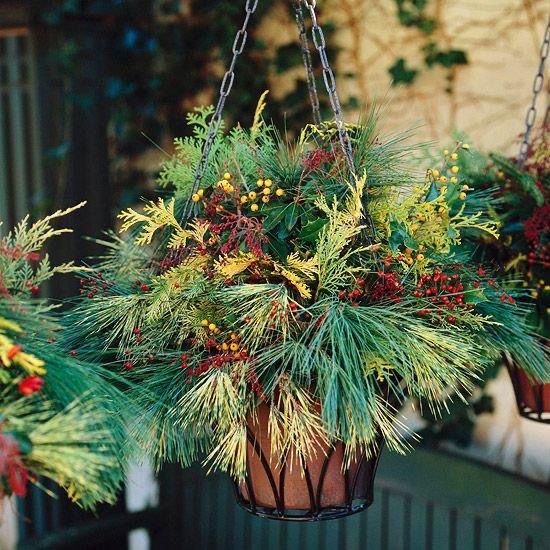 Evergreen Hanging Basket