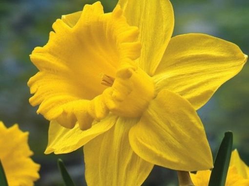 First signs of spring