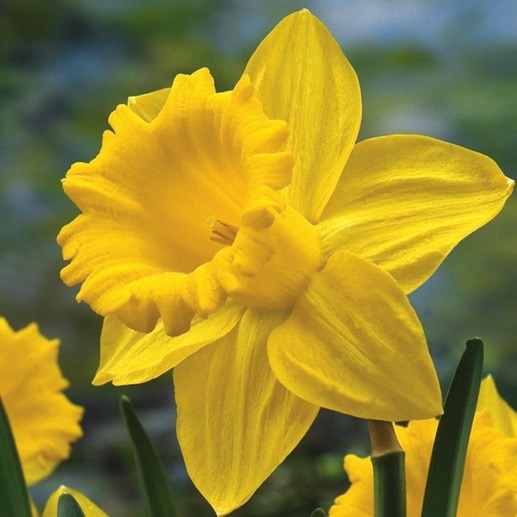 Spring Daf