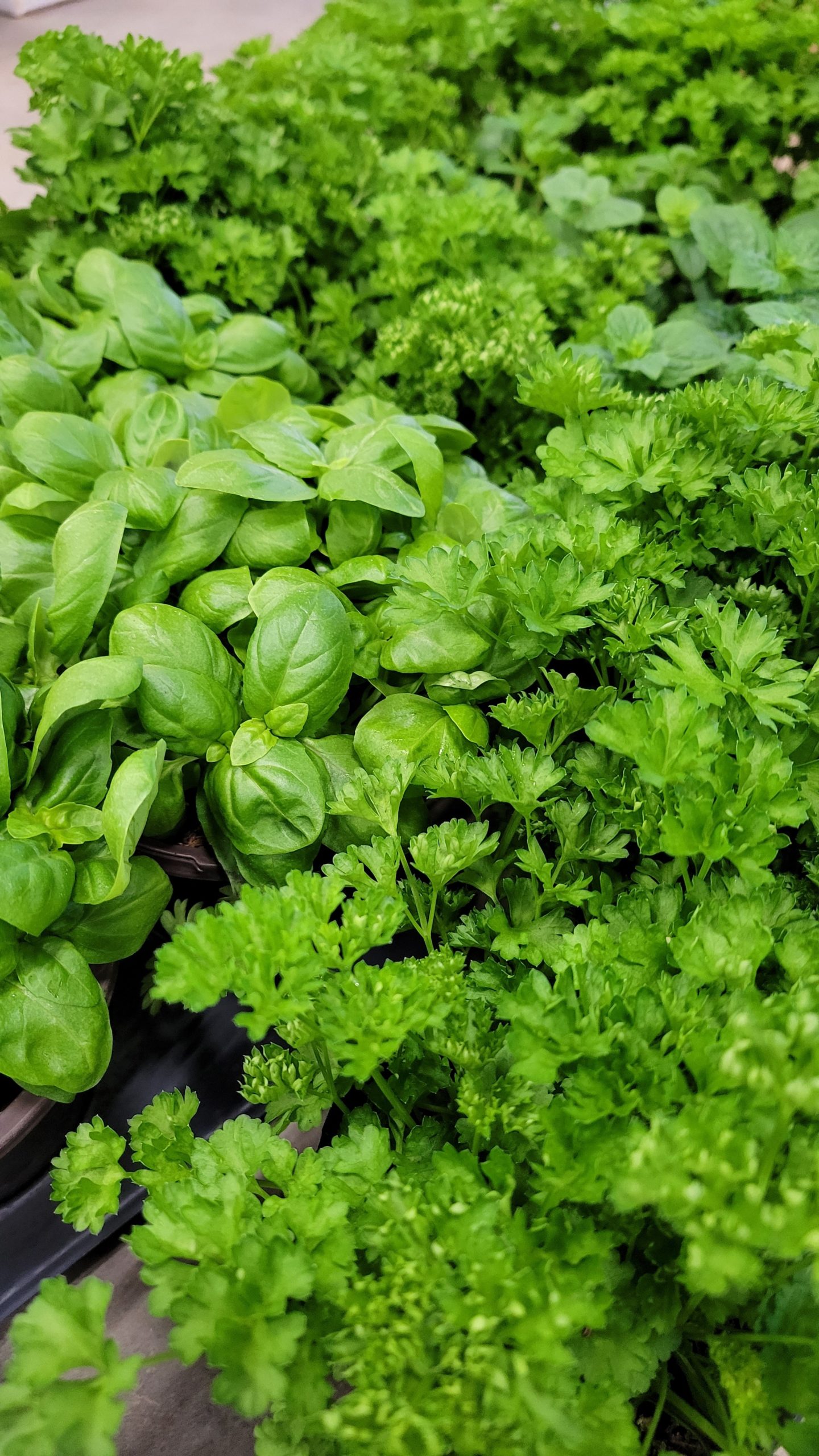 Herbs photo