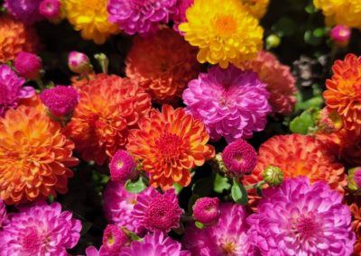Pop of Beautiful Fall Color