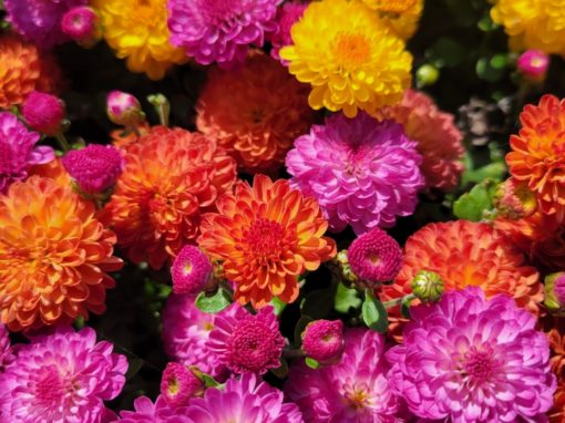 Pop of Beautiful Fall Color