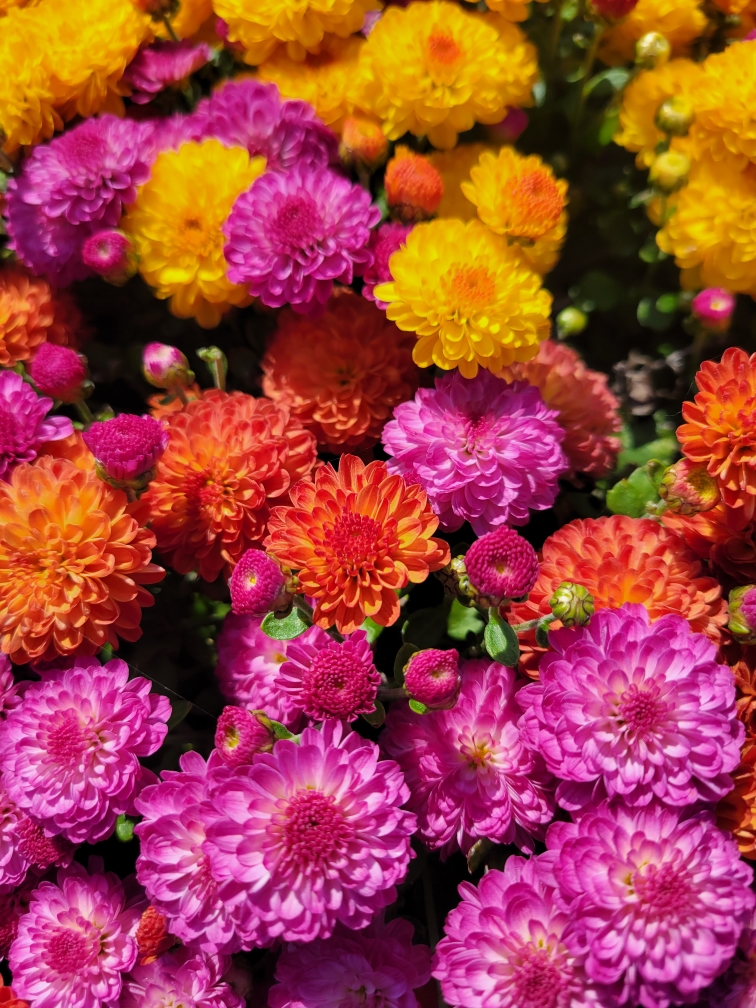 Fall Color flowers