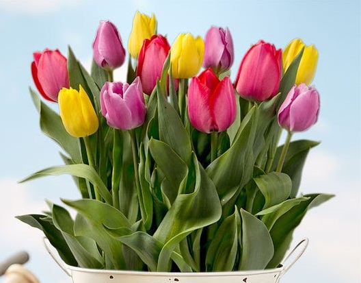 tulips